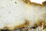 Agatized Fossil Coral - Florida #271629-1